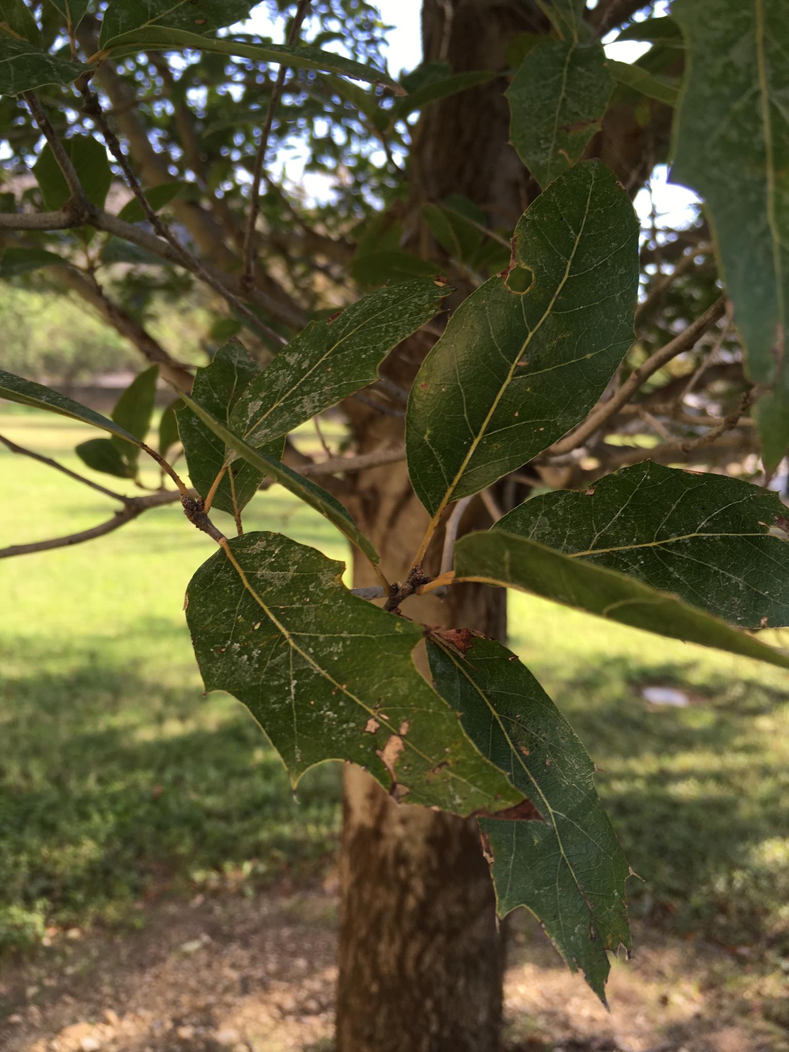 Quercus canbyi